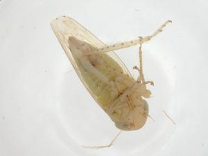  ( - CBG-A24289-E01)  @11 [ ] CreativeCommons - Attribution Share - Alike (2023) Centre for Biodiversity Genomics Centre for Biodiversity Genomics