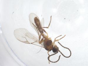  ( - CBG-A24373-B12)  @11 [ ] CreativeCommons - Attribution Share - Alike (2023) Centre for Biodiversity Genomics Centre for Biodiversity Genomics