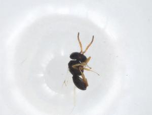  ( - CBG-A24387-B03)  @11 [ ] CreativeCommons - Attribution Share - Alike (2023) Centre for Biodiversity Genomics Centre for Biodiversity Genomics