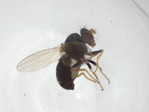  ( - CBG-A25137-A01)  @11 [ ] CreativeCommons - Attribution Share - Alike (2023) Centre for Biodiversity Genomics Centre for Biodiversity Genomics