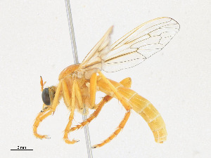  ( - CBG-A25885-G06)  @11 [ ] CreativeCommons - Attribution Share - Alike (2023) CBG Photography Group Centre for Biodiversity Genomics