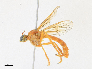 ( - CBG-A25885-G09)  @11 [ ] CreativeCommons - Attribution Share - Alike (2023) CBG Photography Group Centre for Biodiversity Genomics