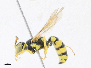  ( - CBG-A25886-H08)  @11 [ ] CreativeCommons - Attribution Share - Alike (2023) CBG Photography Group Centre for Biodiversity Genomics