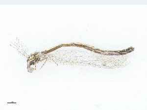  ( - CBG-A25894-H11)  @11 [ ] CreativeCommons - Attribution Share-Alike (2024) CBG Photography Group Centre for Biodiversity Genomics