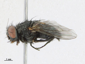  ( - CBG-A25925-C05)  @11 [ ] CreativeCommons - Attribution Share - Alike (2023) CBG Photography Group Centre for Biodiversity Genomics