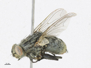  ( - CBG-A25933-C07)  @11 [ ] CreativeCommons - Attribution Share - Alike (2023) CBG Photography Group Centre for Biodiversity Genomics