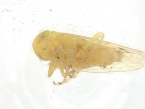  ( - CBG-A22252-E01)  @11 [ ] CreativeCommons - Attribution Share - Alike (2024) Centre for Biodiversity Genomics Centre for Biodiversity Genomics