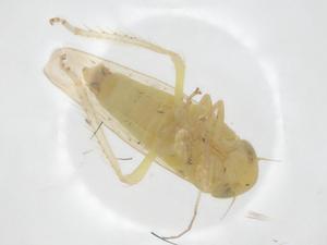  ( - CBG-A22257-G05)  @11 [ ] CreativeCommons - Attribution Share - Alike (2024) Centre for Biodiversity Genomics Centre for Biodiversity Genomics