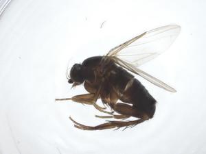  ( - CBG-A23757-F01)  @11 [ ] CreativeCommons - Attribution Share - Alike (2023) Centre for Biodiversity Genomics Centre for Biodiversity Genomics