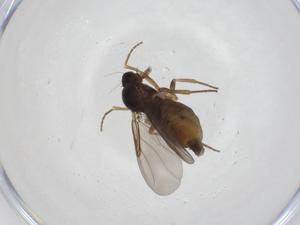  ( - CBG-A23770-D04)  @11 [ ] CreativeCommons - Attribution Share - Alike (2023) Centre for Biodiversity Genomics Centre for Biodiversity Genomics