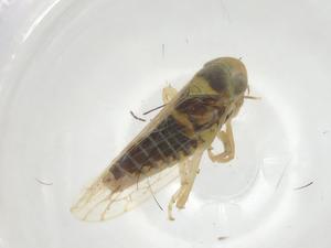  ( - CBG-A24113-D10)  @11 [ ] CreativeCommons - Attribution Share - Alike (2024) Centre for Biodiversity Genomics Centre for Biodiversity Genomics