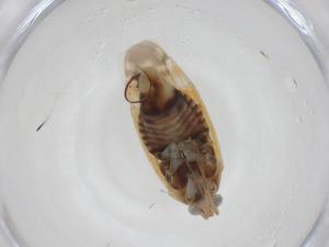  ( - CBG-A24340-D05)  @11 [ ] CreativeCommons - Attribution Share - Alike (2023) Centre for Biodiversity Genomics Centre for Biodiversity Genomics