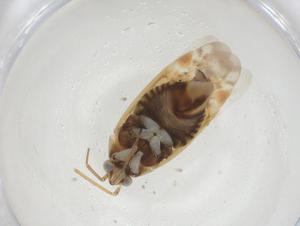  ( - CBG-A24342-F11)  @11 [ ] CreativeCommons - Attribution Share - Alike (2023) Centre for Biodiversity Genomics Centre for Biodiversity Genomics