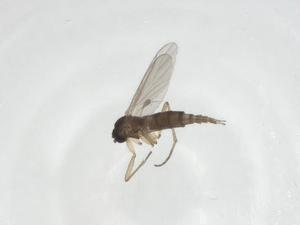  ( - CBG-A24348-C10)  @11 [ ] CreativeCommons - Attribution Share - Alike (2023) Centre for Biodiversity Genomics Centre for Biodiversity Genomics