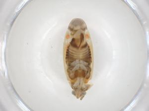  ( - CBG-A24394-C08)  @11 [ ] CreativeCommons - Attribution Share - Alike (2023) Centre for Biodiversity Genomics Centre for Biodiversity Genomics