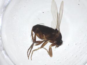  ( - CBG-A24979-G12)  @11 [ ] CreativeCommons - Attribution Share - Alike (2023) Centre for Biodiversity Genomics Centre for Biodiversity Genomics