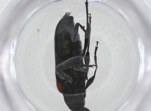  ( - CBG-A25026-C02)  @11 [ ] CreativeCommons - Attribution Share - Alike (2024) Centre for Biodiversity Genomics Centre for Biodiversity Genomics