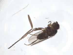  ( - CBG-A25032-H08)  @11 [ ] CreativeCommons - Attribution Share - Alike (2024) Centre for Biodiversity Genomics Centre for Biodiversity Genomics