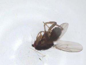  ( - CBG-A25035-F03)  @11 [ ] CreativeCommons - Attribution Share - Alike (2024) Centre for Biodiversity Genomics Centre for Biodiversity Genomics