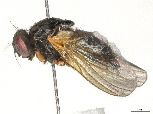  ( - CBG-A25912-A05)  @11 [ ] CreativeCommons - Attribution (2024) CBG Photography Group Centre for Biodiversity Genomics