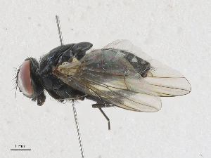  ( - CBG-A25912-A09)  @11 [ ] CreativeCommons - Attribution Share - Alike (2024) CBG Photography Group Centre for Biodiversity Genomics