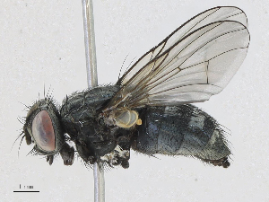  ( - CBG-A25921-G05)  @11 [ ] CreativeCommons - Attribution Share - Alike (2024) CBG Photography Group Centre for Biodiversity Genomics