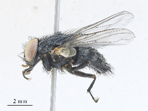  ( - CBG-A25923-G02)  @11 [ ] CreativeCommons - Attribution Share - Alike (2024) CBG Photography Group Centre for Biodiversity Genomics