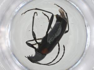  ( - CBG-A26068-E08)  @11 [ ] CreativeCommons - Attribution Share - Alike (2024) Centre for Biodiversity Genomics Centre for Biodiversity Genomics