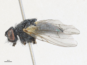  ( - CBG-A27505-E02)  @11 [ ] CreativeCommons - Attribution Share - Alike (2024) CBG Photography Group Centre for Biodiversity Genomics