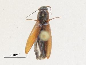  ( - CBG-A28472-G04)  @11 [ ] CreativeCommons - Attribution Share-Alike (2024) CBG Photography Group Centre for Biodiversity Genomics