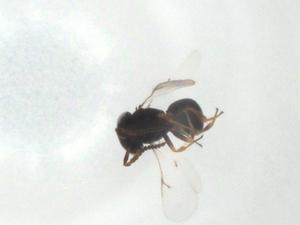  ( - CBG-A25965-B09)  @11 [ ] CreativeCommons - Attribution Share - Alike (2024) Centre for Biodiversity Genomics Centre for Biodiversity Genomics