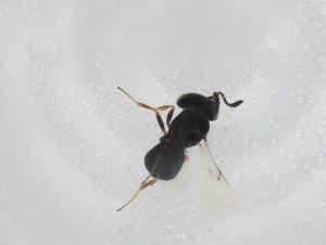  ( - CBG-A25966-C08)  @11 [ ] CreativeCommons - Attribution Share - Alike (2024) Centre for Biodiversity Genomics Centre for Biodiversity Genomics