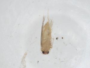  ( - CBG-A25989-F11)  @11 [ ] CreativeCommons - Attribution Share - Alike (2024) Centre for Biodiversity Genomics Centre for Biodiversity Genomics