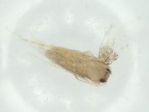  ( - CBG-A26002-D09)  @11 [ ] CreativeCommons - Attribution Share - Alike (2024) Centre for Biodiversity Genomics Centre for Biodiversity Genomics