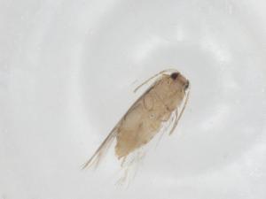  ( - CBG-A26003-B11)  @11 [ ] CreativeCommons - Attribution Share - Alike (2024) Centre for Biodiversity Genomics Centre for Biodiversity Genomics