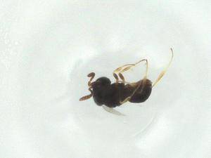  ( - CBG-A26363-G02)  @11 [ ] CreativeCommons - Attribution Share - Alike (2024) Centre for Biodiversity Genomics Centre for Biodiversity Genomics