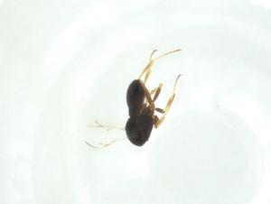  ( - CBG-A26363-H01)  @11 [ ] CreativeCommons - Attribution Share - Alike (2024) Centre for Biodiversity Genomics Centre for Biodiversity Genomics