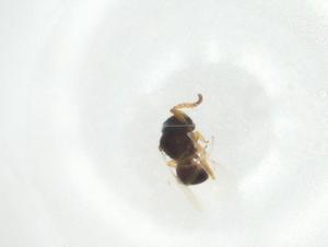  ( - CBG-A26364-B06)  @11 [ ] CreativeCommons - Attribution Share - Alike (2024) Centre for Biodiversity Genomics Centre for Biodiversity Genomics