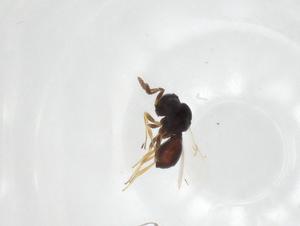  ( - CBG-A27937-H09)  @11 [ ] CreativeCommons - Attribution Share - Alike (2024) Centre for Biodiversity Genomics Centre for Biodiversity Genomics