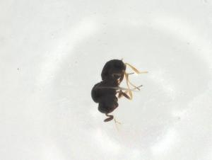  ( - CBG-A27951-B10)  @11 [ ] CreativeCommons - Attribution Share - Alike (2024) Centre for Biodiversity Genomics Centre for Biodiversity Genomics