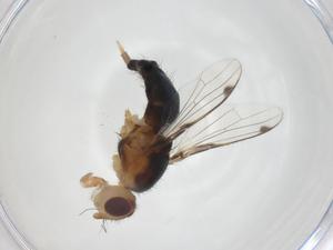  ( - CBG-A27957-H06)  @11 [ ] CreativeCommons - Attribution Share - Alike (2024) Centre for Biodiversity Genomics Centre for Biodiversity Genomics