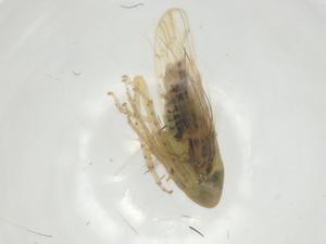  ( - CBG-A28655-D05)  @11 [ ] CreativeCommons - Attribution Share - Alike (2024) Centre for Biodiversity Genomics Centre for Biodiversity Genomics