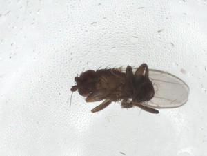  ( - CBG-A28961-G01)  @11 [ ] CreativeCommons - Attribution Share - Alike (2024) Centre for Biodiversity Genomics Centre for Biodiversity Genomics