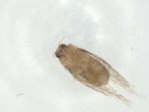  ( - CBG-A28977-A10)  @11 [ ] CreativeCommons - Attribution Share - Alike (2024) Centre for Biodiversity Genomics Centre for Biodiversity Genomics