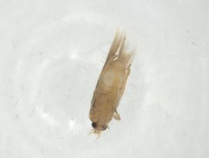  ( - CBG-A29576-A05)  @11 [ ] CreativeCommons - Attribution Share - Alike (2024) Centre for Biodiversity Genomics Centre for Biodiversity Genomics