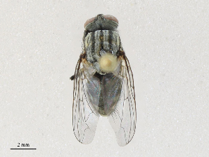  ( - CBG-A30014-D05)  @11 [ ] CreativeCommons - Attribution Share - Alike (2024) CBG Photography Group Centre for Biodiversity Genomics