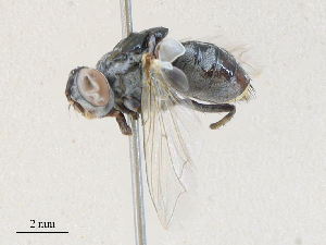  ( - CBG-A30014-E02)  @11 [ ] CreativeCommons - Attribution Share - Alike (2024) CBG Photography Group Centre for Biodiversity Genomics
