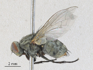  ( - CBG-A30049-F02)  @11 [ ] CreativeCommons - Attribution Share - Alike (2024) CBG Photography Group Centre for Biodiversity Genomics