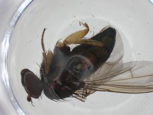  ( - CBG-A30348-E02)  @11 [ ] CreativeCommons - Attribution Share - Alike (2024) Centre for Biodiversity Genomics Centre for Biodiversity Genomics
