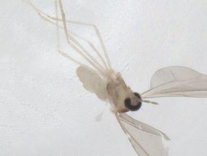  ( - CBG-A26035-B12)  @11 [ ] CreativeCommons - Attribution Share - Alike (2024) Centre for Biodiversity Genomics Centre for Biodiversity Genomics